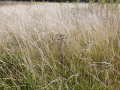 Asteraceae
