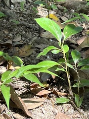 Magnoliopsida
