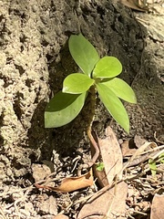 Magnoliopsida