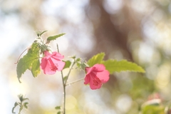 Hibiscus poeppigii