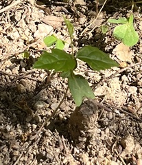 Magnoliopsida