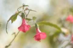 Hibiscus poeppigii