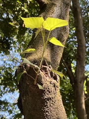 Magnoliopsida