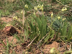 Hermannia grandistipula