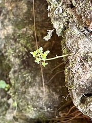 Tracheophyta
