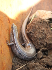 Plestiodon septentrionalis obtusirostris