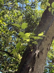 Magnoliopsida