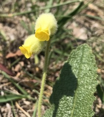 Hermannia grandistipula