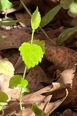 Magnoliopsida