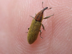 Lixus filiformis
