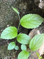 Magnoliopsida