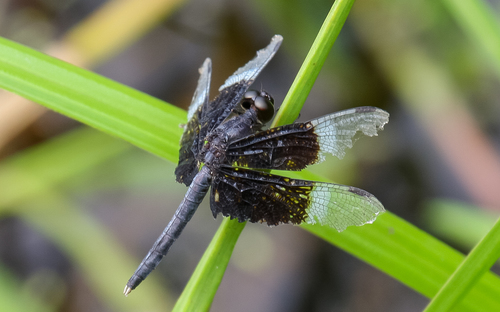 Kesarund Insect Kasaragod Check List · iNaturalist
