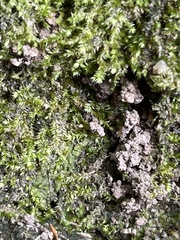 Bryophyta