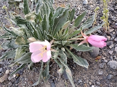 Oenothera cespitosa cespitosa