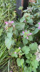 Lamium purpureum
