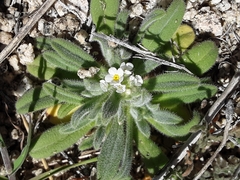 Amsinckiopsis kingii