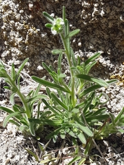 Amsinckiopsis kingii