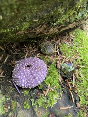 Strongylocentrotus purpuratus
