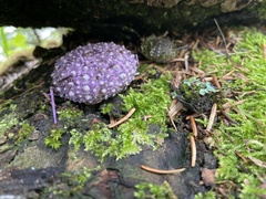 Strongylocentrotus purpuratus