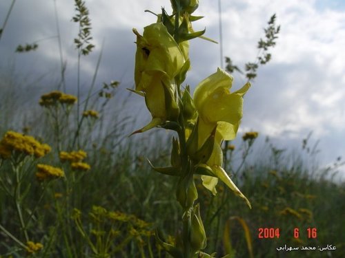 Image of Linaria grandiflora by (c) Mohammad Sohrabi, some rights reserved (CC BY)