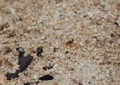 Gecarcinus lateralis