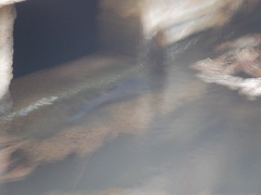 Actinopterygii