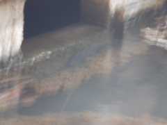 Actinopterygii