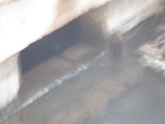 Actinopterygii