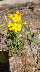 Oxalis texana