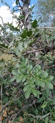 Schotia capitata