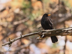 Turdus merula