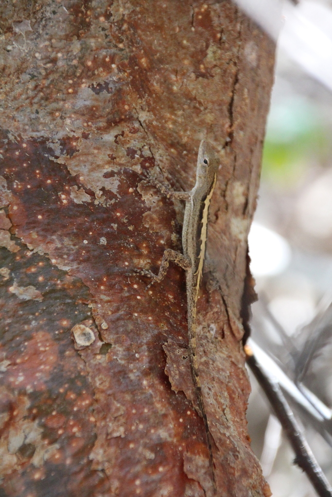 Leopard Anole