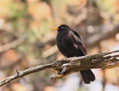 Turdus merula