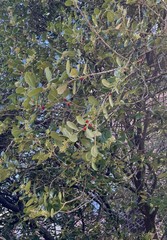 Ilex vomitoria