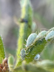 Macrosiphum albifrons