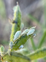 Macrosiphum albifrons