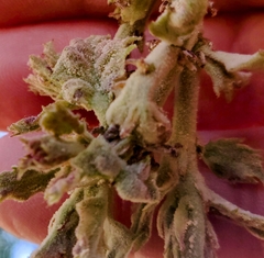 Cystotheca lanestris