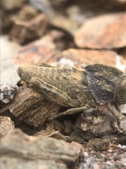 Ocnerodes fallaciosus