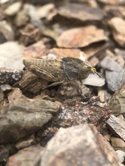 Ocnerodes fallaciosus