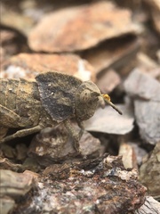 Ocnerodes fallaciosus