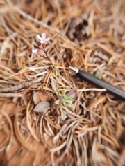 Boechera pallidifolia