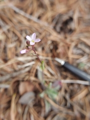 Boechera pallidifolia
