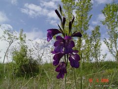 Gladiolus atroviolaceus