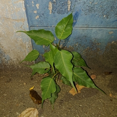 Ficus religiosa