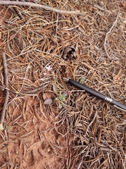 Boechera pallidifolia