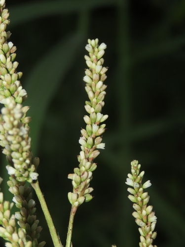 Image of Persicaria barbata by (c) chiuluan, some rights reserved (CC BY)