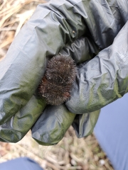 Pyrrharctia isabella