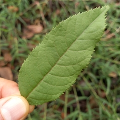 Juglans neotropica