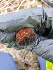 Pyrrharctia isabella