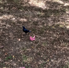 Lamprotornis chalybaeus